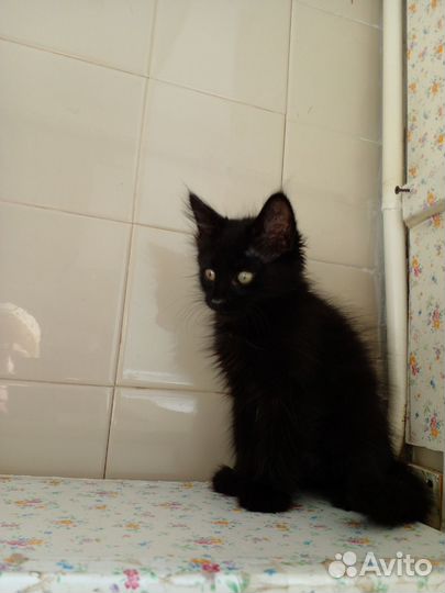 Котята мейн-кун