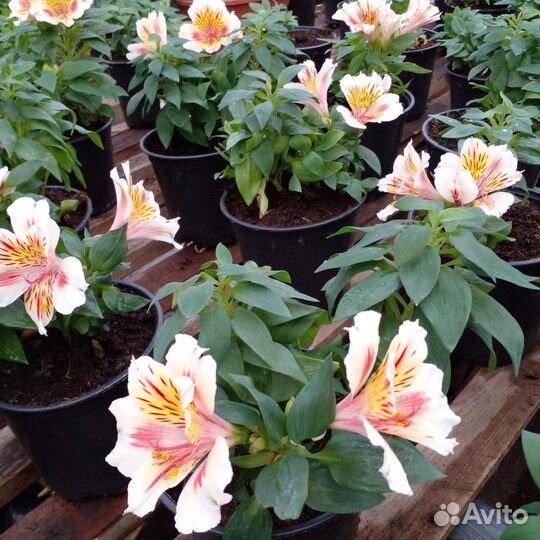 Альстромерия