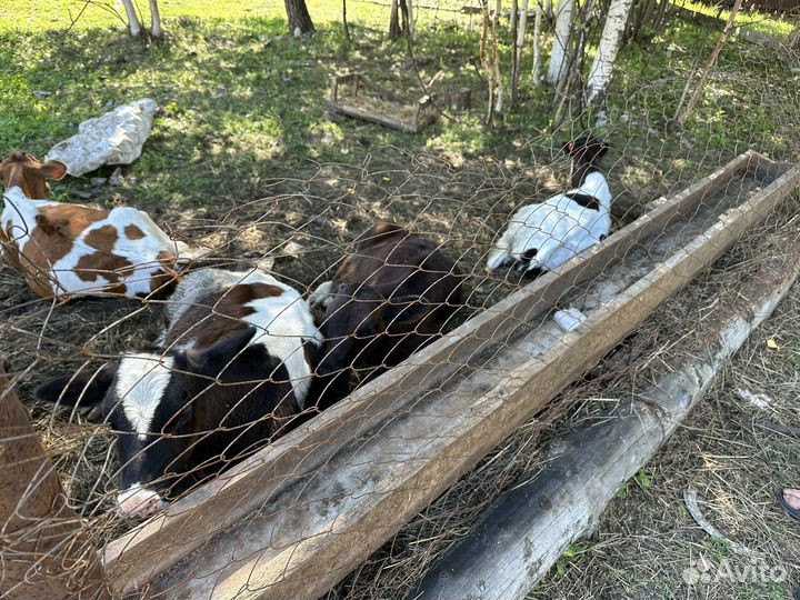 Крс бычки и телочки
