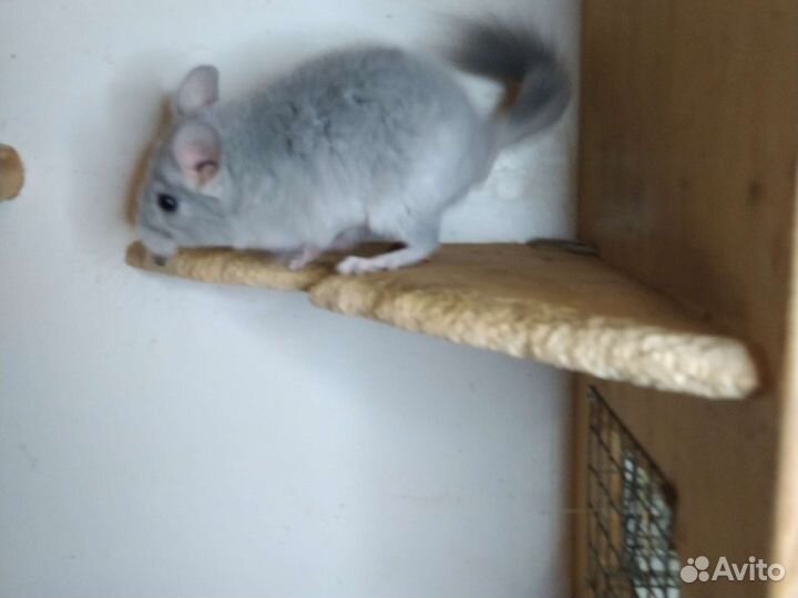 Шиншиллята