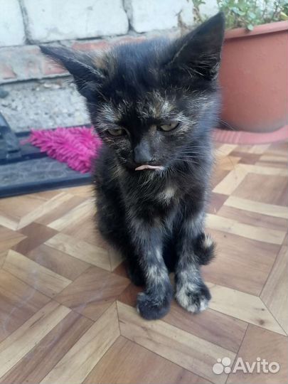 Котенок в дар бесплатно