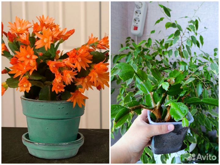 Комнатные цветы