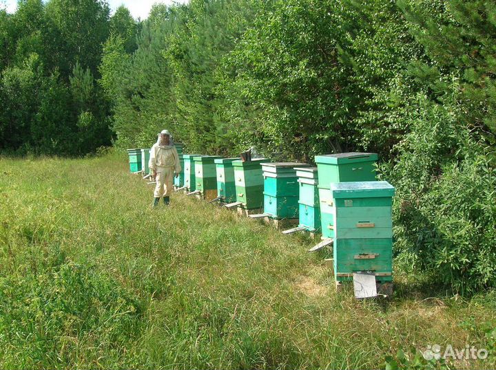 Пчёлы, пасека под ключ