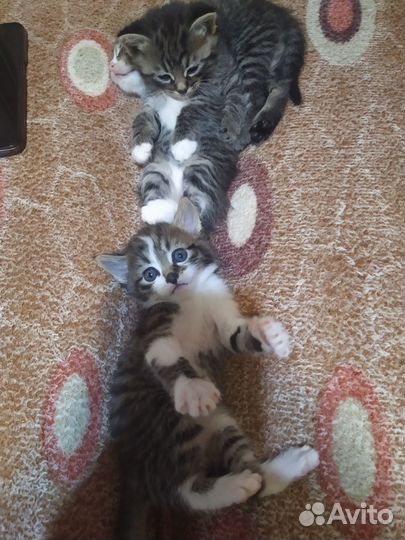 Шотландская