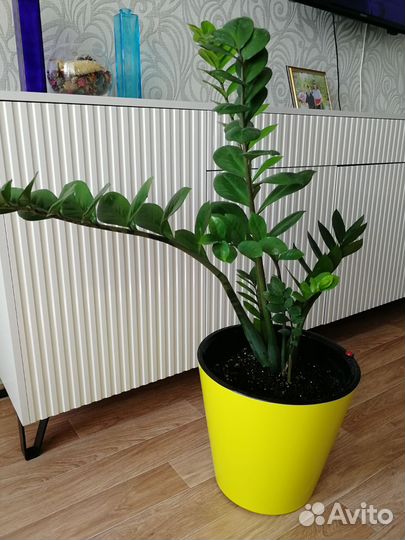 Замиокулькас