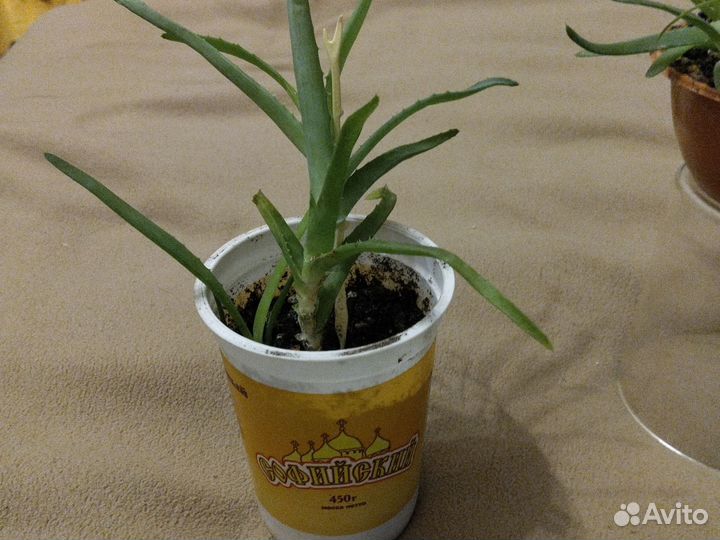 Алоэ столетник