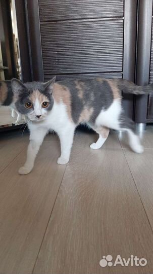Улетная кошка