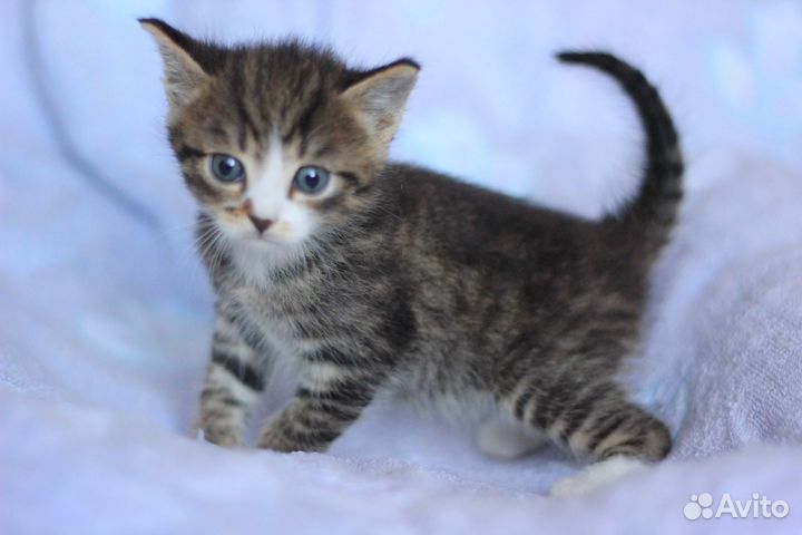 Мальчик в добрые руки, 1,5 месяца