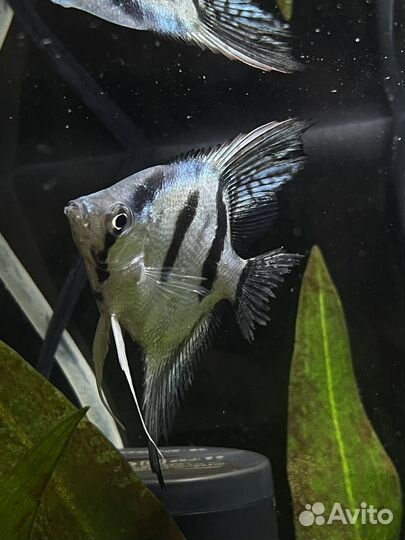 Аквариумные рыбки