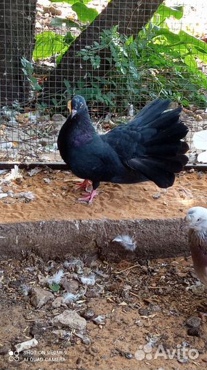 Голуби павлины