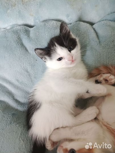 Кошечка в добрые руки