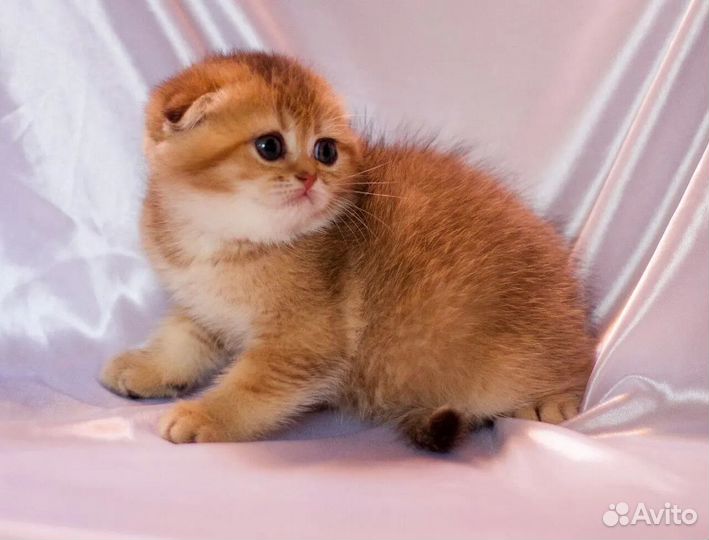 Элитный клубный вислоушка золотая шиншилла