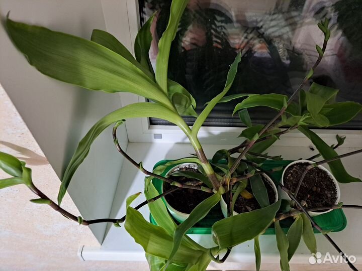 Золотой ус растения