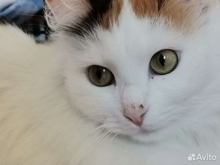 Очень красивая кошка