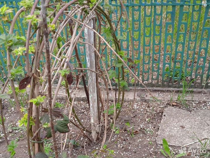 Ежевика ремонтантная, инжир синий, кизил садовый