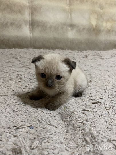 Вислоухие котята