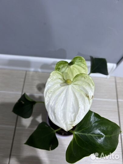 Антуриум кокос