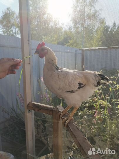 Молодые петухи