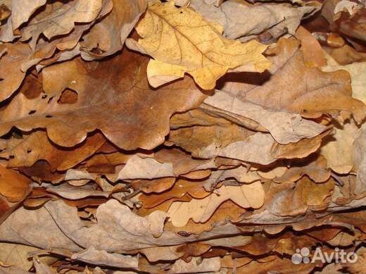 Кокосовый субстрат, мох сфагнум, дубовый опад