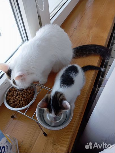 Котенок девочка бесплатно