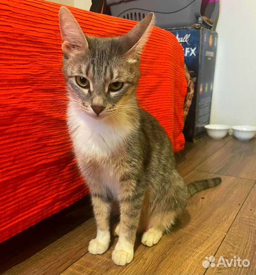 Кошечка Грейс из гаражей. Принцесса ждёт чудо