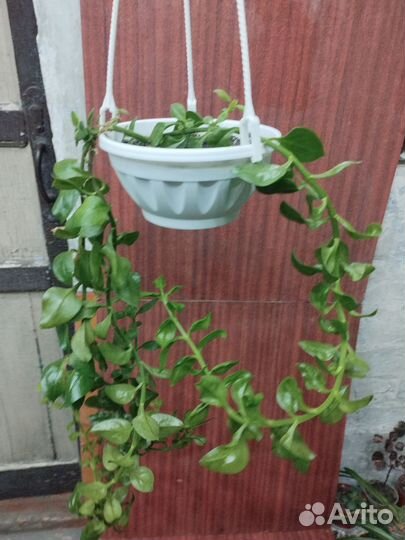 Сансевьерия, Сингониум, Традесканция,Толстянка