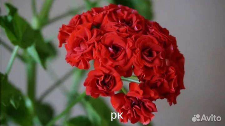 Пеларгония