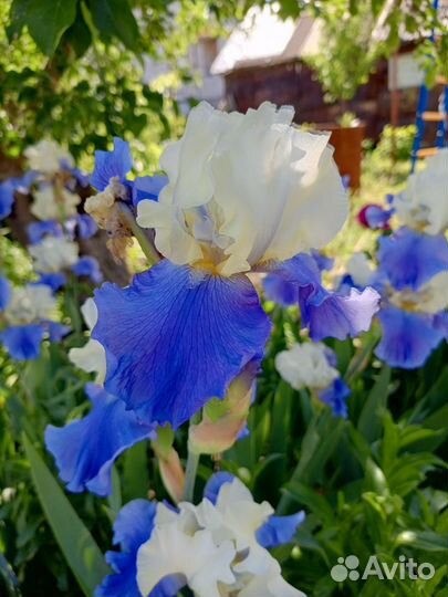 Ирисы