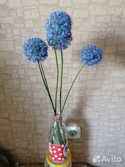 Лук декоративный