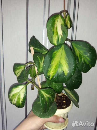 Хойи сортовые срезом