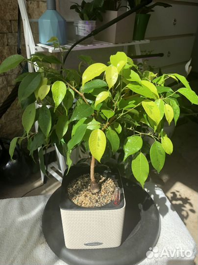 Фикус Бенджамина Реджинальд