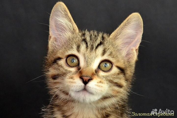 Котята продаются