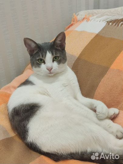 Котик в добрые руки