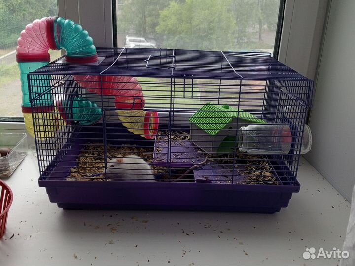 Крыса девочка с клеткой