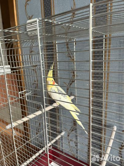 Попугай корелла с клеткой