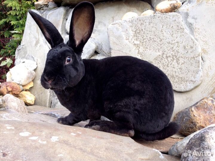 Кролик породы Рекс