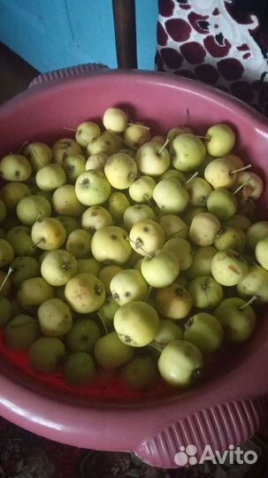 Яблоки ранетка