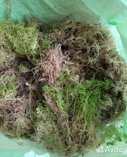 Мох сфагнум живой