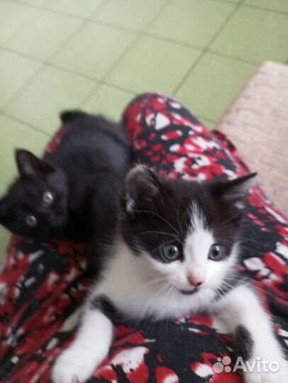 В добрые ручки