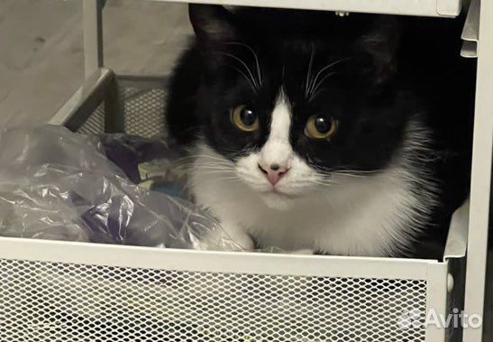 Кошечка стерилизованная