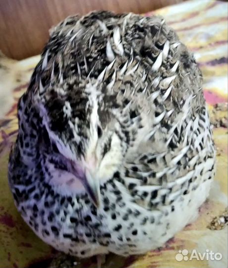 Инкубационное яйцо