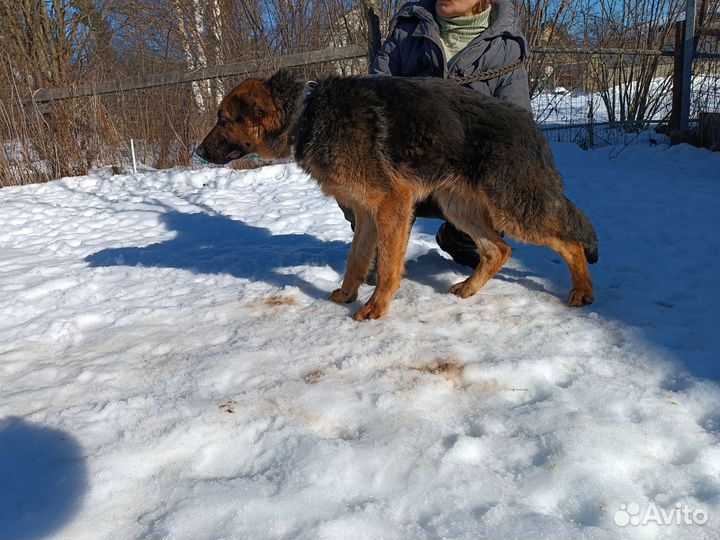 Немецкая овчарка