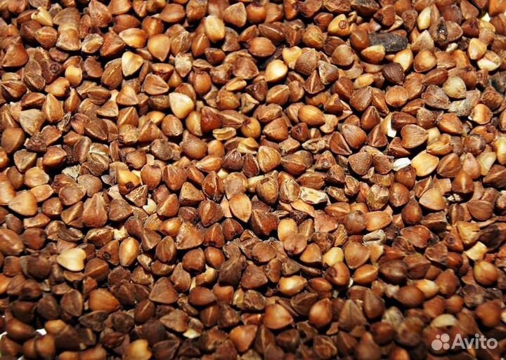 Продам пшеницу, овёс, гречиху, подсолнечник