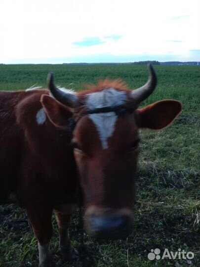 Продам Корова телёнка и бычок сена договорная