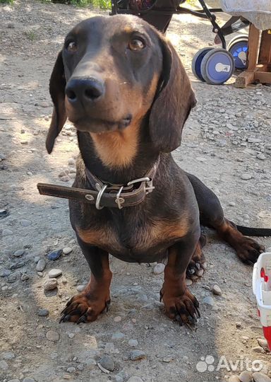 Вязка кобель такса