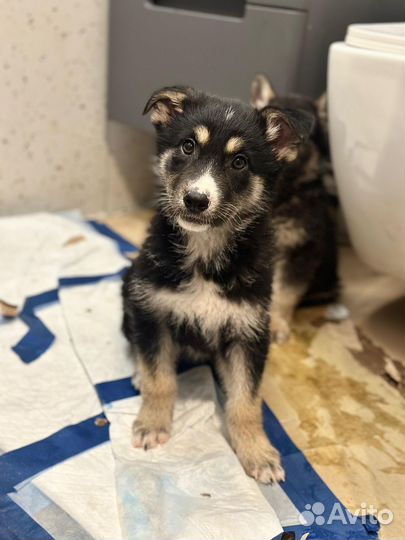 Красивые щенки метисы ищут дом (мальчик и девочка)