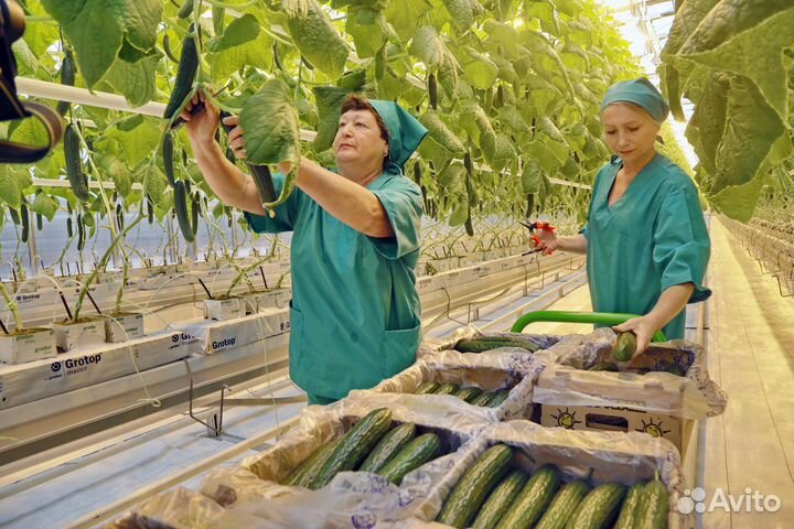 Овощевод / Вахта в теплицы