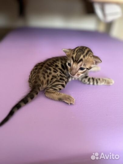 Бенгальские котята