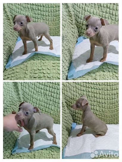 Детки той-терьера