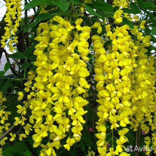 Бобовник, семена